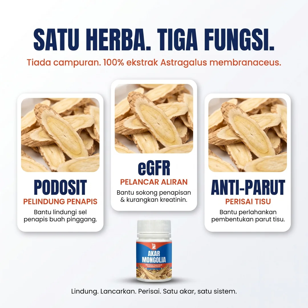 Satu herba, tiga fungsi: podosit, eGFR, anti-parut